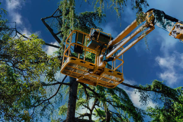 Best Tree Trimming Near Me  in Piney, AR